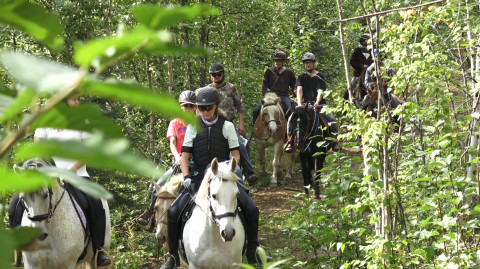 Visit Alaska Horse Ranch