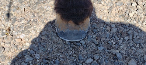 Visit Horseshoeing by Jason Eure