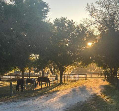 Visit Horse Boarding- Private Please text to contact