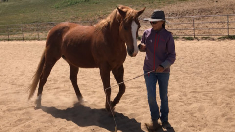 Visit Kitt Jenae's Mobile Horse Training With Care