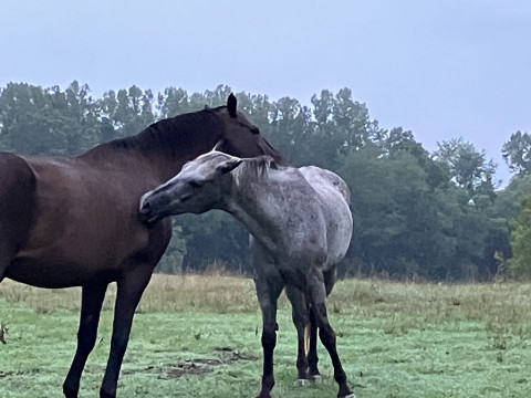Visit Oldenacres Farm