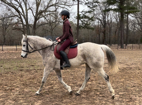 Visit Thoroughbred Mare