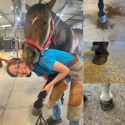 Visit Double M horseshoeing