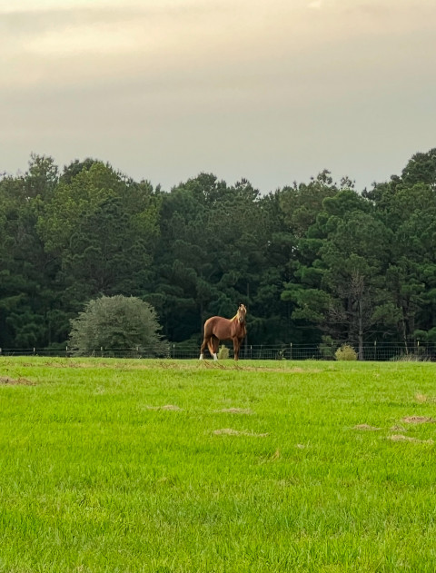 Visit Warrior Sporthorses at Staymore Farm