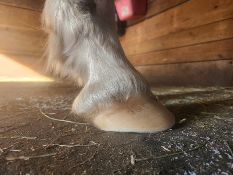 Visit KD Natural Hoof Care