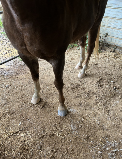 Visit Cardinale’s Farrier Service