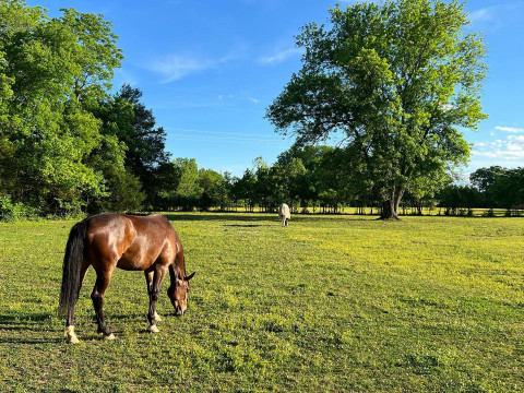 Visit STARS Sporthorses