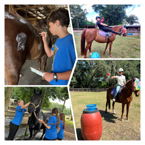 Visit Carriage Gate Morgans Summer & Winter Horse Camps