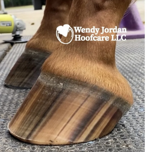 Visit Barefoot Hoof Care Specialist