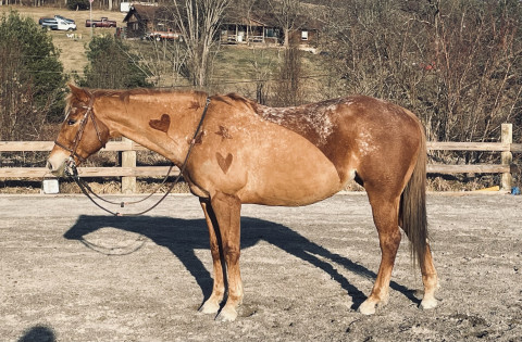 Visit Perfect eventing pony and lesson horse - slightly negotiable