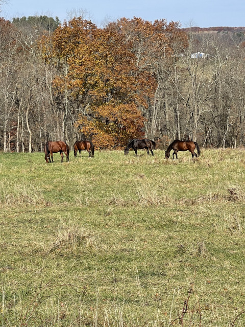 Visit Luminous Acres