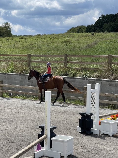 Visit Wonderful all around family horse - negotiable price