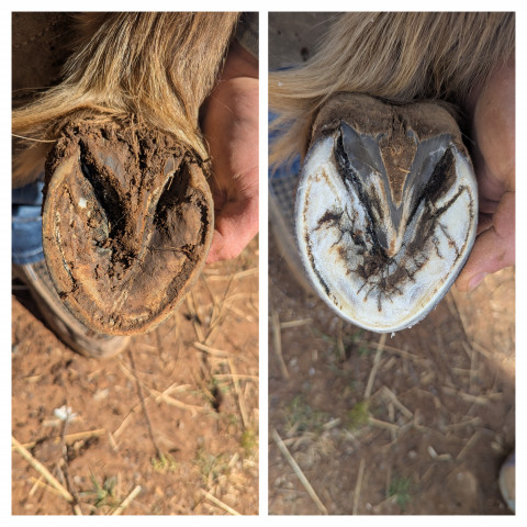Visit Niels Hoof Care & Farrier Service LLC