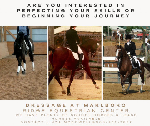 Visit lkmdressage