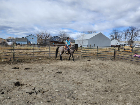 Visit AB Equestrian in Laurel Montana