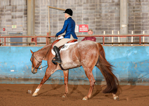 Visit Cara Stewart Performance Horses