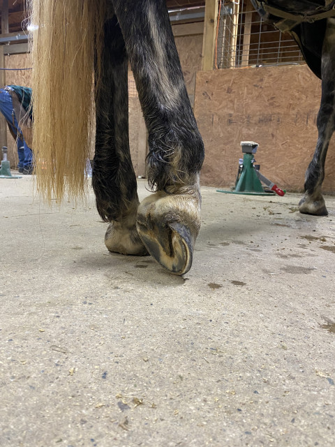 Visit From the Hoof Up, L.L.C.