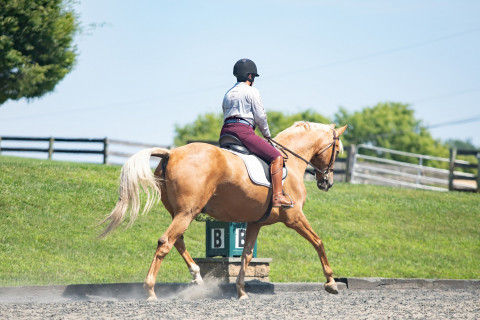 Visit He just may be your Dream horse