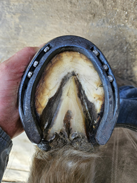 Visit Hammered Horse Hoofcare