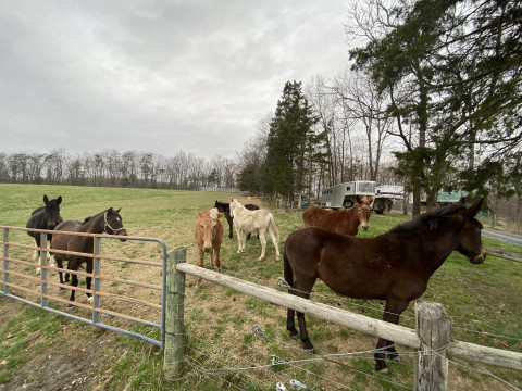 Visit Horse Boarding - Read the Description!