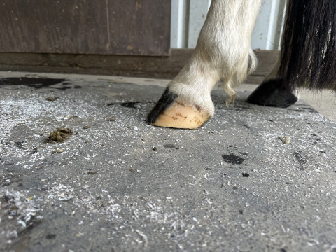 Visit Lillian’s Bare Foot Trimming Service