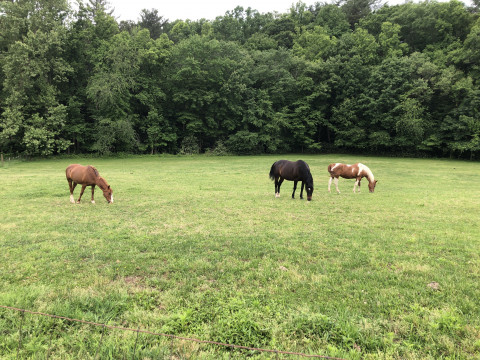 Visit Sly's Rescue Farm