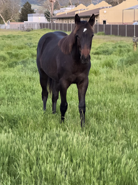 Visit Yearling Filly (PC Tully Frost x Sheza Busy Wrangler)