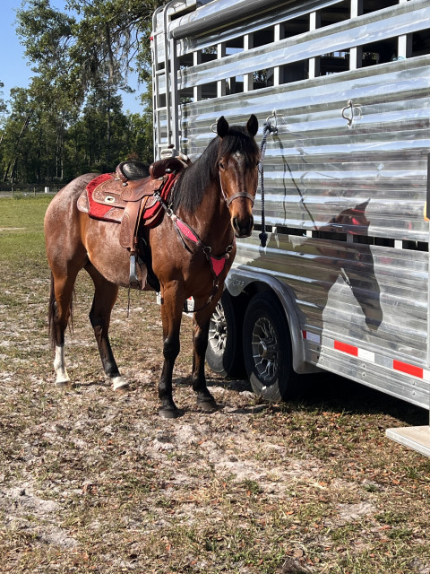 Visit 2021 AQHA Hancock Gelding