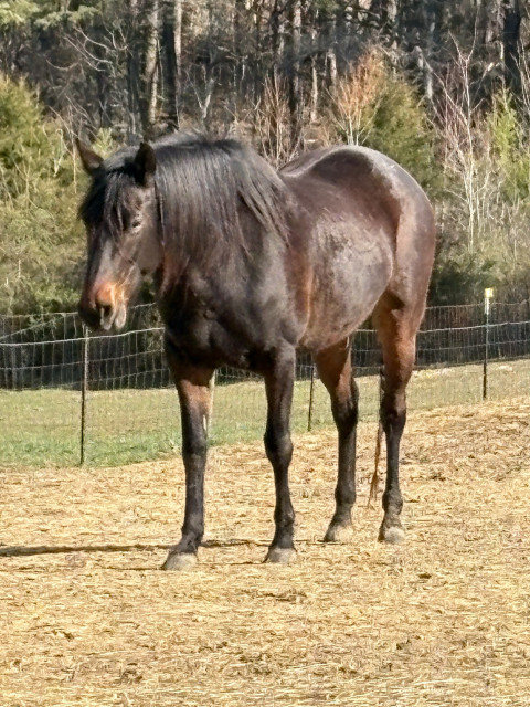 Visit Your project mare is waiting for you