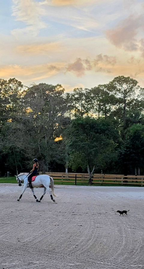 Visit ROSARY STABLES