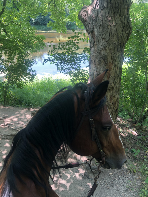 Visit Forest Edge Ranch