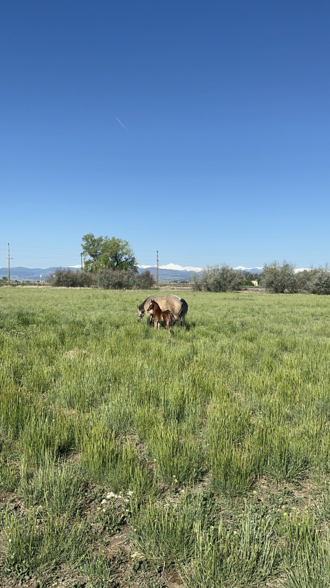 Visit Anna’s Farm