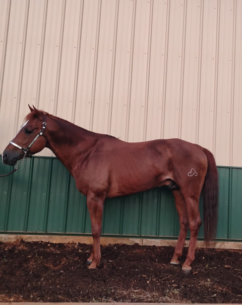 Visit True Horseman Stables
