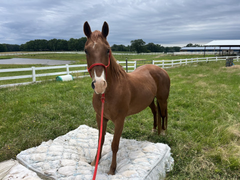 Visit Munday Morning Acres LLC