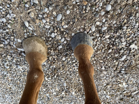 Visit Delta S Farrier Service- Zachary Schmidt