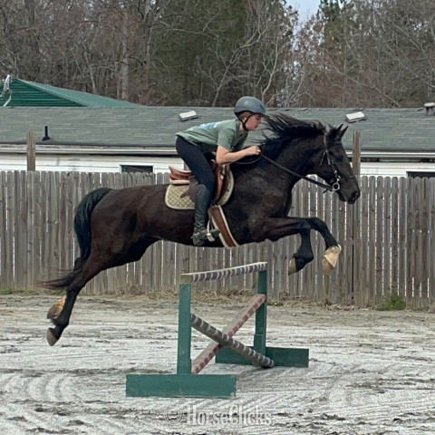 Visit Promised Land Equine