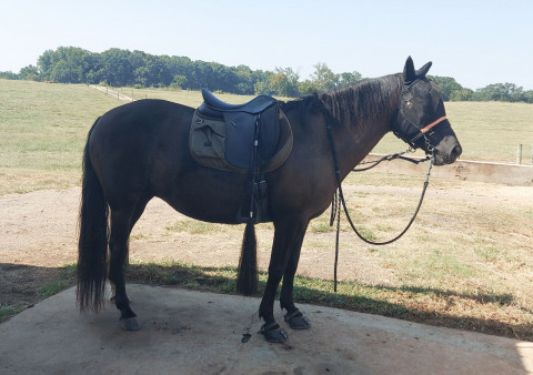 Visit Safe, sane trail horse for lease