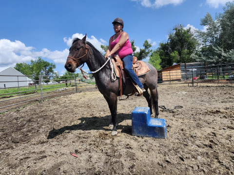 Visit AB Equestrian in Laurel Montana