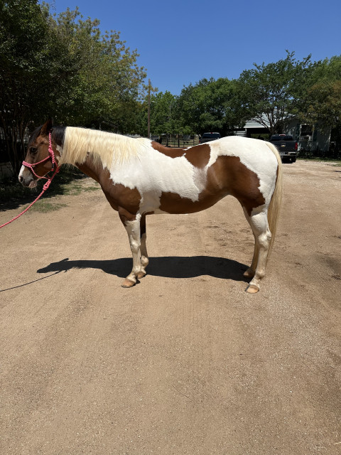 Visit Flashy, Safe, Versatile Bay Tobiano 15yo Mare
