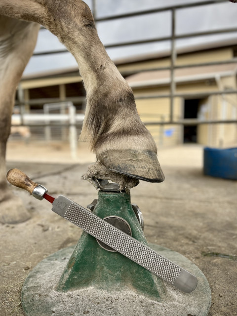 Visit Green Ambrose - Sage Step Equine