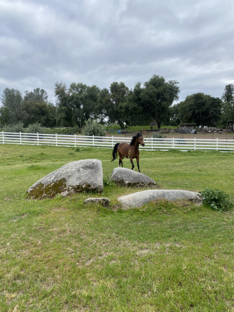 Visit Gallop into convince