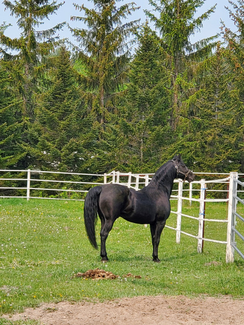 Visit VIEWPOINT STABLE