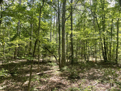 Visit +/-7.40 Acres – Tract 3 On Clatworthy Road in Honea Path, SC