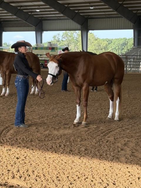 Visit Broken Branch Paints and Quarter Horses