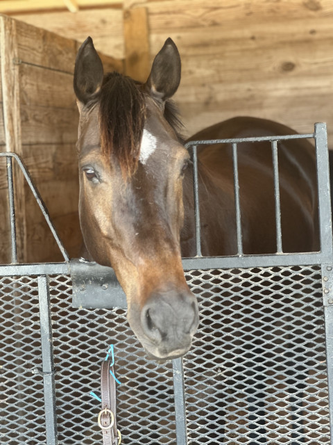 Visit Hunter/Jumper/Equitation Training