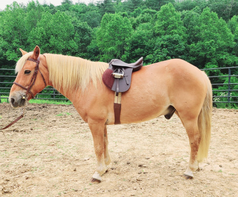 Visit Pony rides! South West Virginia