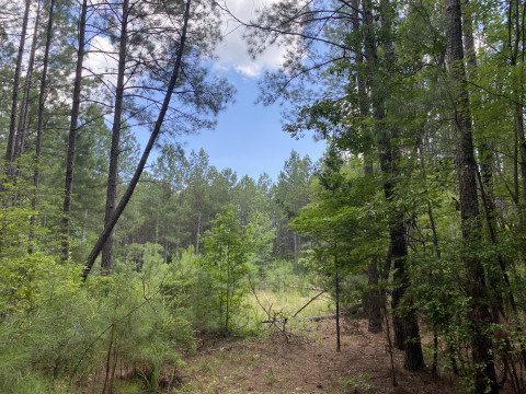 Visit +/- 65.53 Acres on Indian Creek Road in Clinton, SC