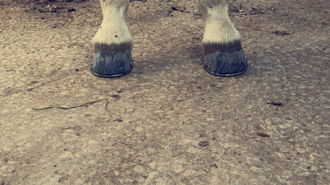 Visit Kentucky legend horseshoeing
