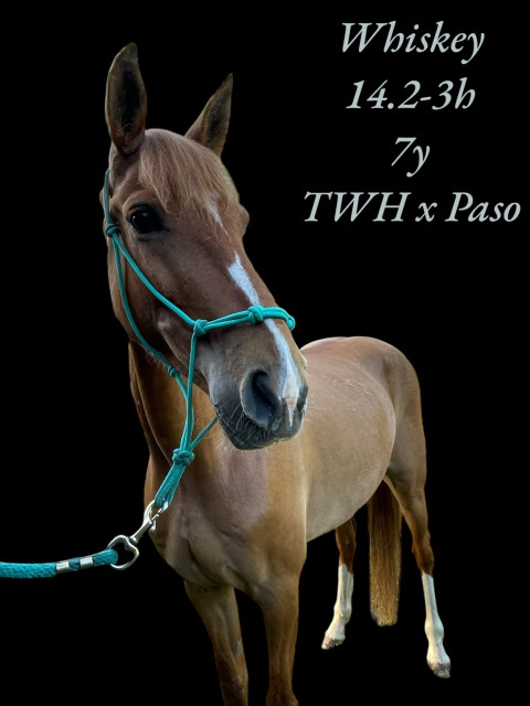 Visit Whiskey - Fantastic Trail Horse & Best Friend