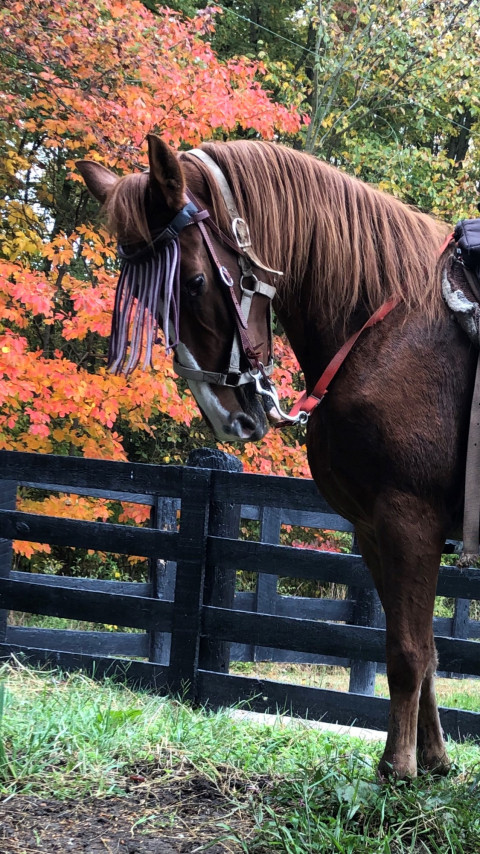 Visit Morgan Stables